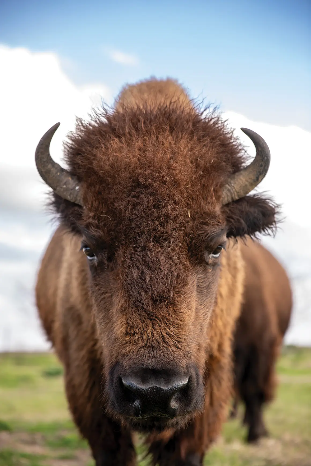 close up on a buffalo standing in a field