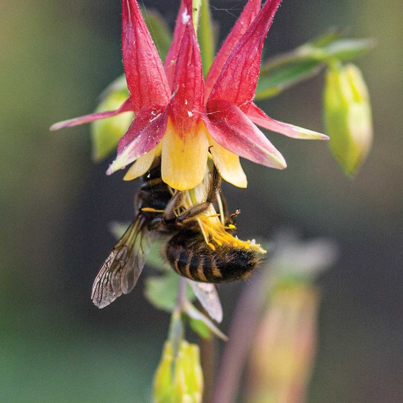 bee on a red and yellow columbine