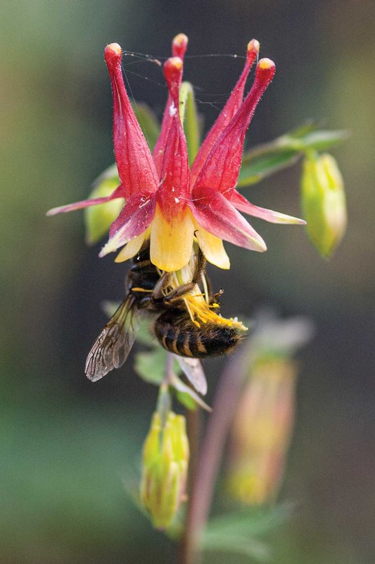bee on a red and yellow columbine