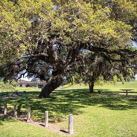 columbus-live-oak