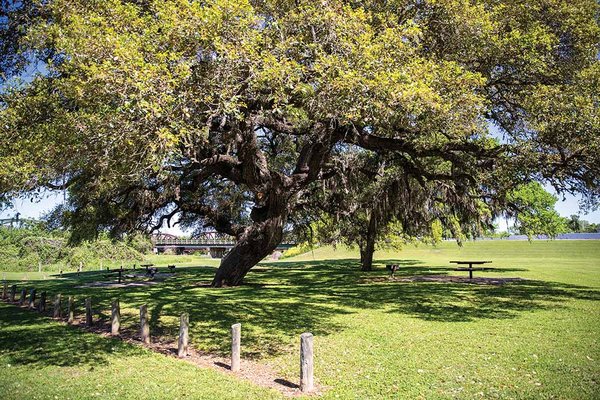 columbus-live-oak
