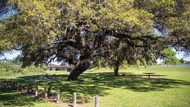 columbus-live-oak