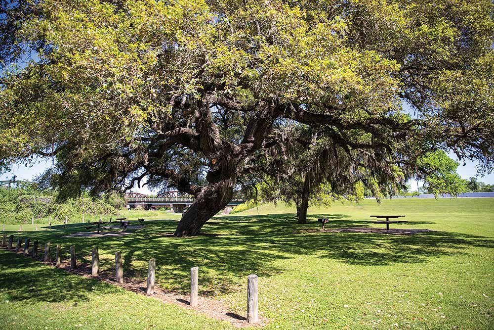 columbus-live-oak