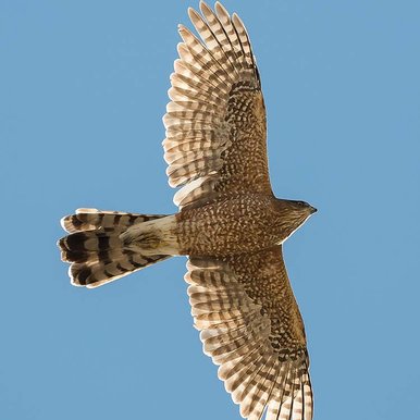 A Cooper's hawk
