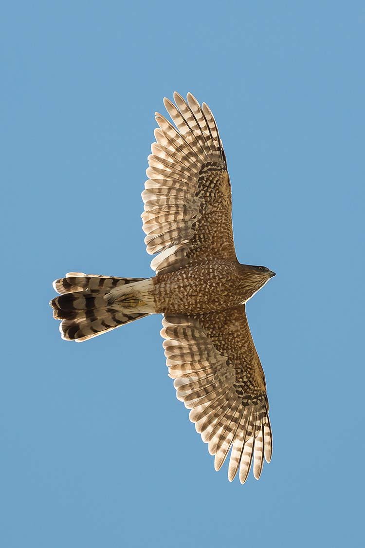 A Cooper's hawk