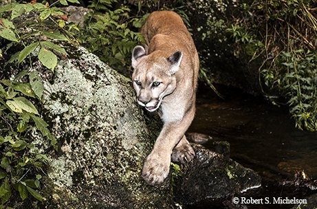 mountain lion walking over a large rock in thick brush