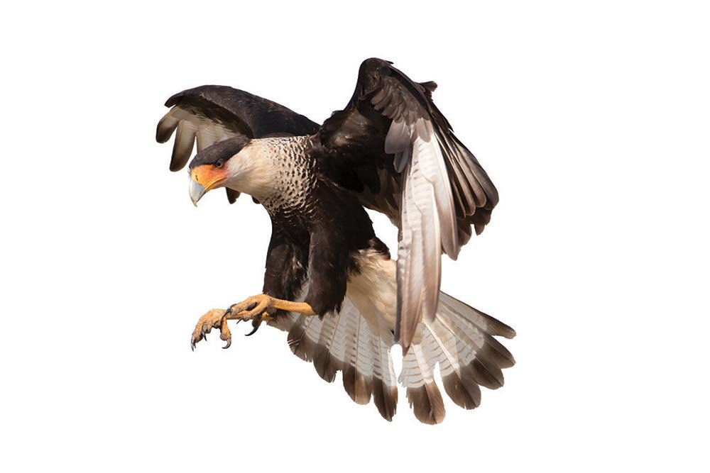 A crested caracara