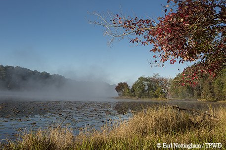 fog on dainger field lake with woods in the background and a tree with red leaves and tall grass in the foreground