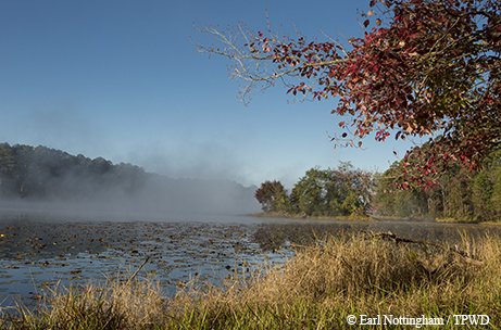 fog on dainger field lake with woods in the background and a tree with red leaves and tall grass in the foreground