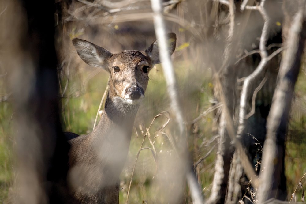 A deer peers through small trees