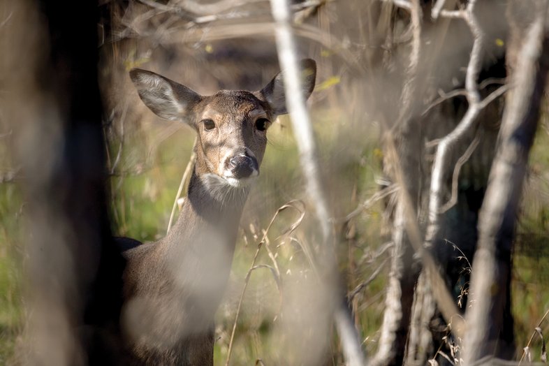 A deer peers through small trees