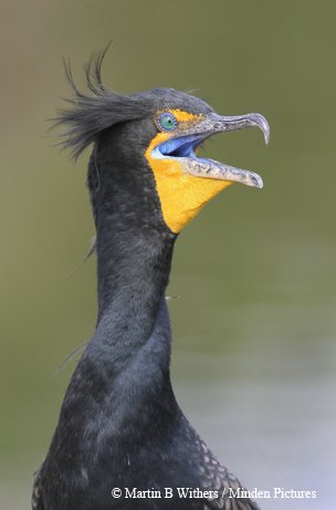 double-crested cormorant black body and crest with an orange face and crystal-blue eyes near water