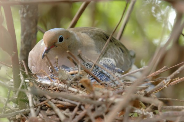 Dove nest with baby bird and mom
