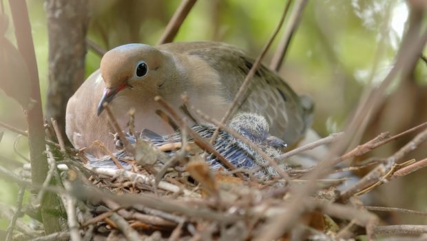 Dove nest with baby bird and mom