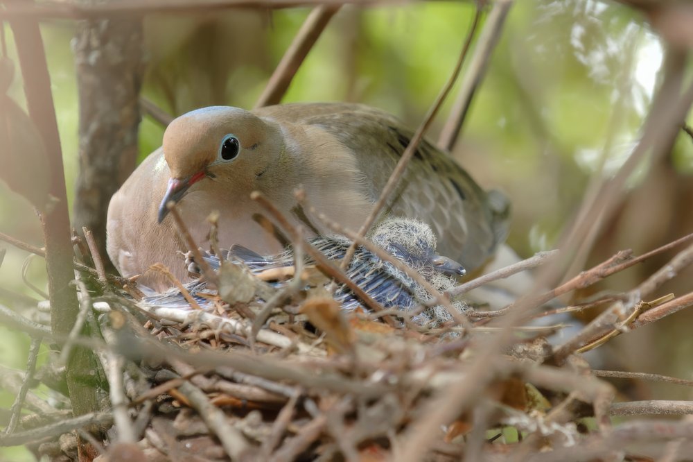 Dove nest with baby bird and mom