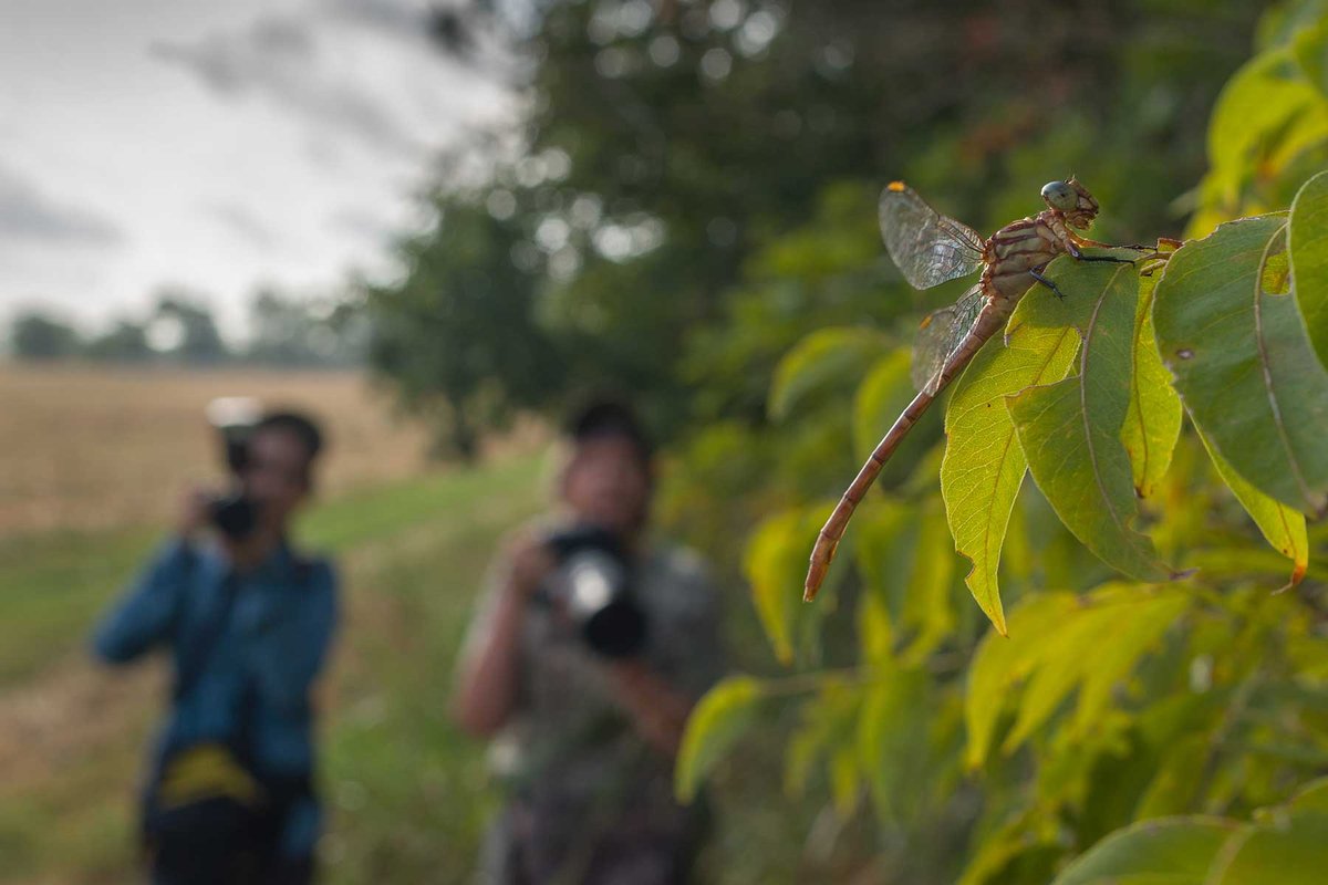 people photographing a dragonfly on the leaf of a tree