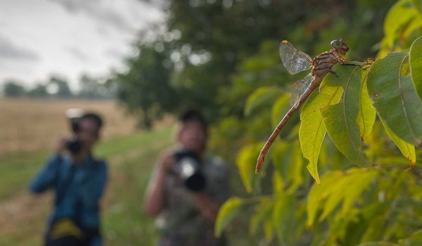 people photographing a dragonfly on the leaf of a tree
