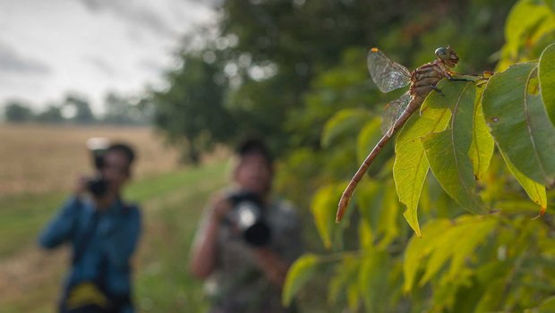 people photographing a dragonfly on the leaf of a tree