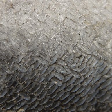 Close up of silvery gray eel scales