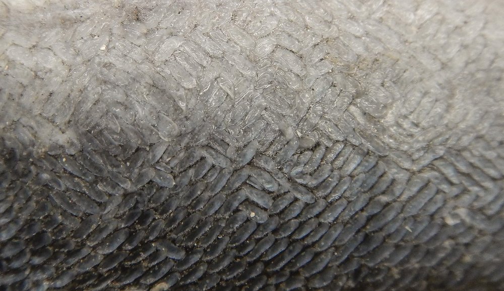 Close up of silvery gray eel scales