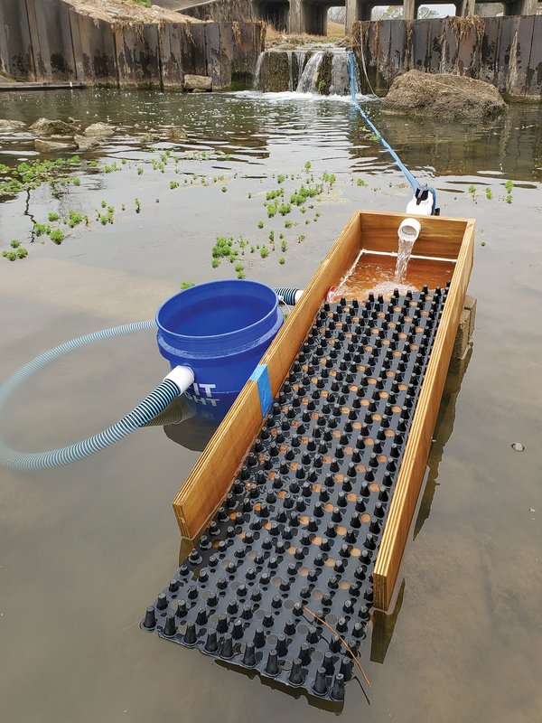 Eel ramp set in water to try and collect eels. The ramp has a black bumpy surface and the sides are made of wood. There is a blue bucket to the side with a blue flex hose attached to the ramp.