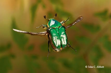 A glossy green Emerald Euphoria beetle in flight