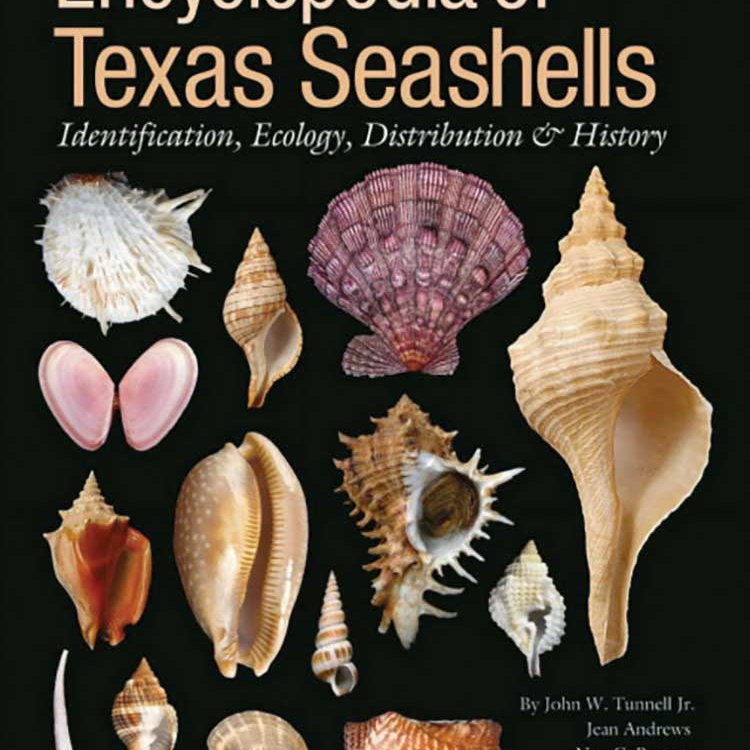 Book cover of the Encyclopedia of Texas Seashells by John W. Tunnell Jr.