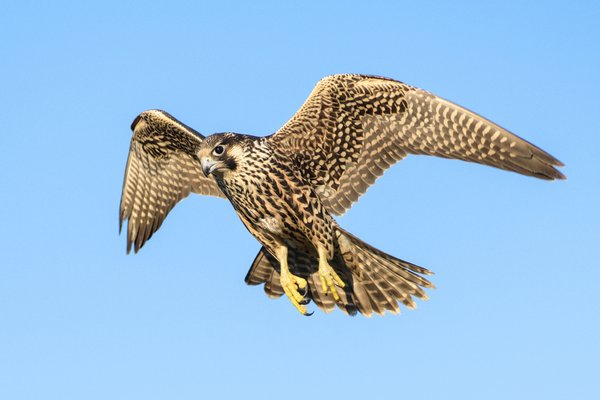peregrine falcon flying through blue skies