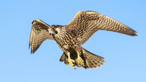 peregrine falcon flying through blue skies