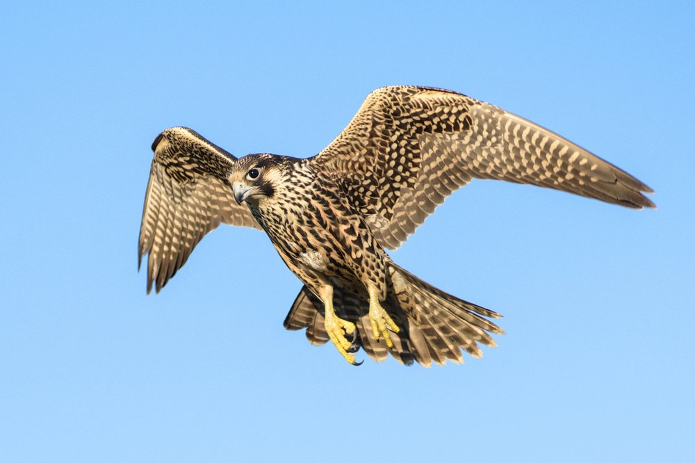 peregrine falcon flying through blue skies