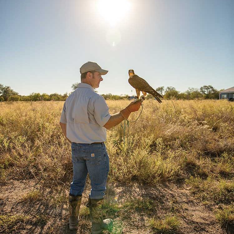 Falcon perches on the glove of a man standing in a field