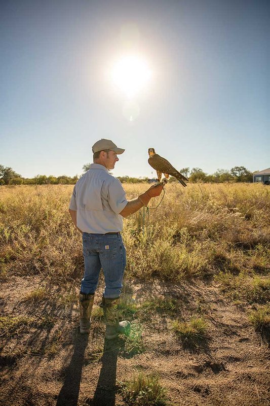 Falcon perches on the glove of a man standing in a field