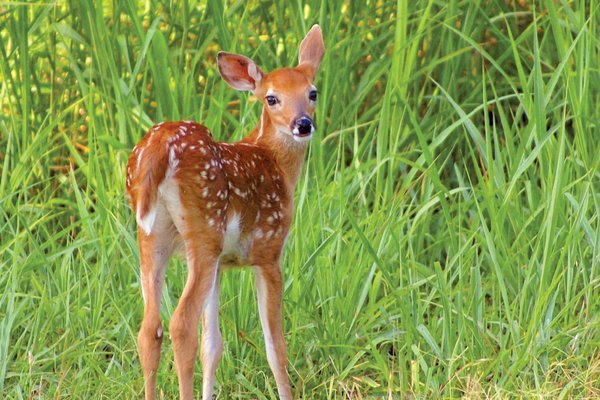 brown with white spots fawn standing on the edge of a grassy field.