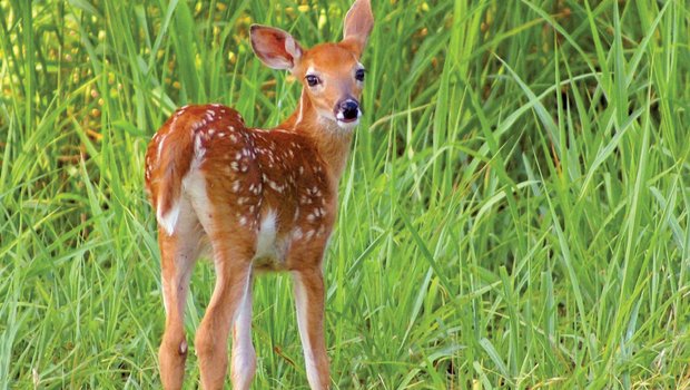 brown with white spots fawn standing on the edge of a grassy field.