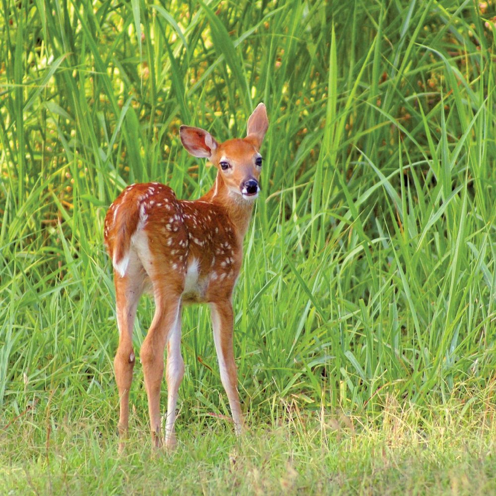 brown with white spots fawn standing on the edge of a grassy field.