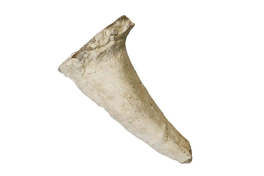 A fiberglass T-Rex tooth model