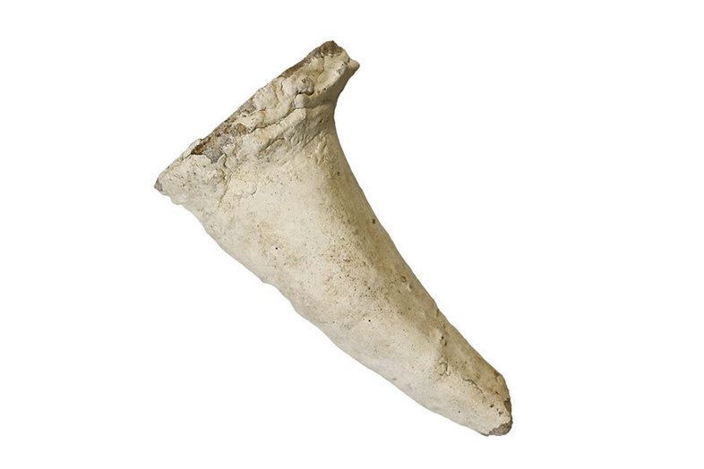 A fiberglass T-Rex tooth model