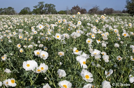 field of white prickly poppy