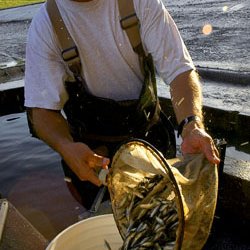 fingerlings being transferred from net to bucket