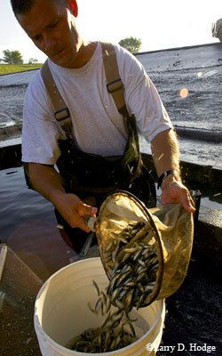 fingerlings being transferred from net to bucket