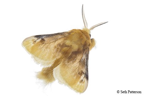yellow and brown flannel moth