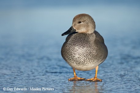 gadwalls a grey duck on the waters edge