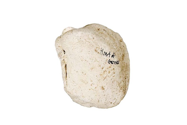 Garner park fossilized bivalves