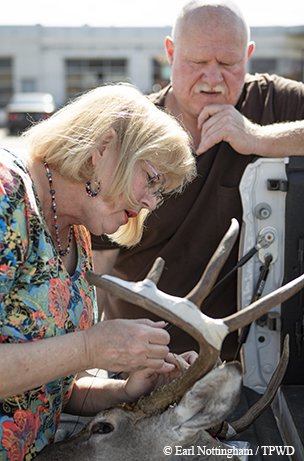 Mills County General Store owner Ginger Spies measures a buck brought in for the store's Big Buck Contest.