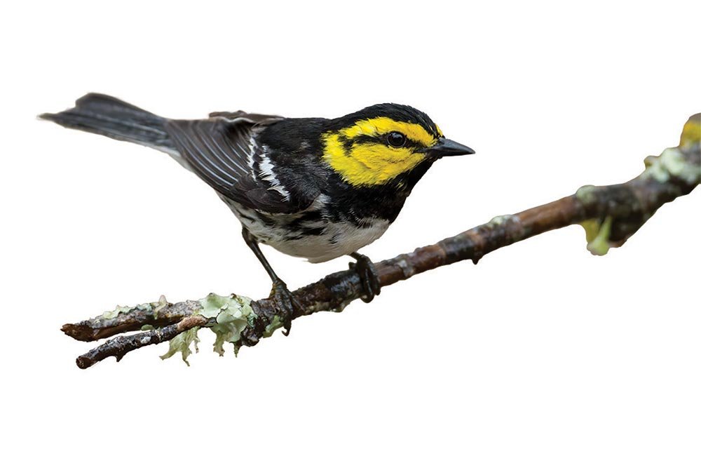 A golden cheeked warbler sits on a twig