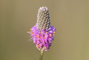 purple prairie clover standing tall
