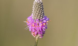purple prairie clover standing tall