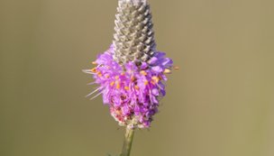 purple prairie clover standing tall