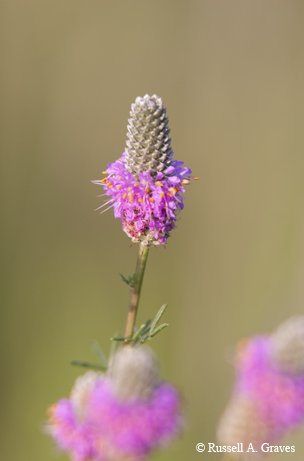 purple prairie clover standing tall