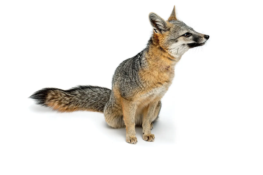 gray fox sitting